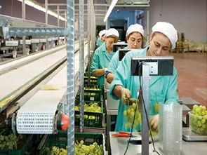 30家店齐开 5重大礼 热烈庆祝绿叶水果连锁门店突破500家