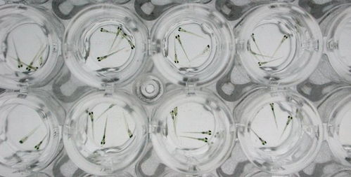 新希望新科技,环特斑马鱼生物科技未来可期